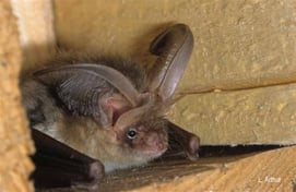 Oreillard roux, Plecotus auritus (source : inpn)