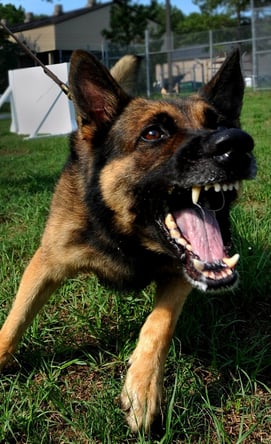 Hundeerziehung in der Hundeschule Tirol