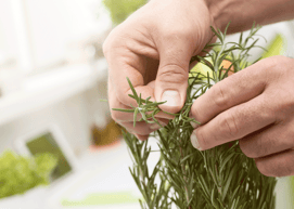 生のローズマリーの葉の写真