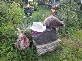 Ceramic brown garden rabbit statue with real grey cat in Krāslava, Latvia