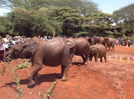 приют для слонят Sheldric в Найроби