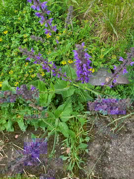 Foto: Kerstin Jonke / NABU Euskirchen