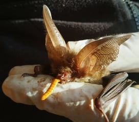 Braunes Langohr bei der Fütterung