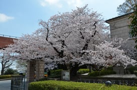 霧笛楼の芸亭の桜