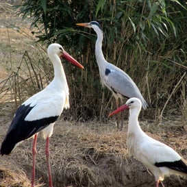 Visita guidata Mostra Ritratti città Como