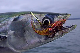 Bonito on Clouser Deep Minnow San diego Bay Fly Fishing