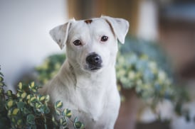 Die Mutter: Unique Unicorn Zuki Violetta Jack