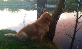 Romantics in the evening sun...