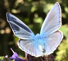 Bläuling ist in Europa verbreitet und sitzt oft auf Blumen