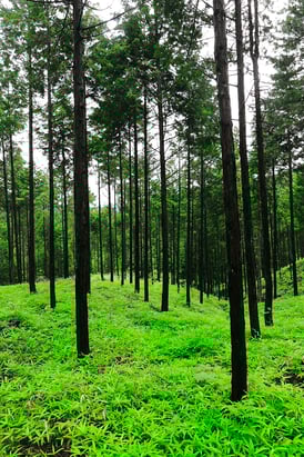 豊かな自然が美しい東白川村