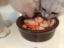 Katzen fressen Crevetten | hundkatzeschmaus.ch