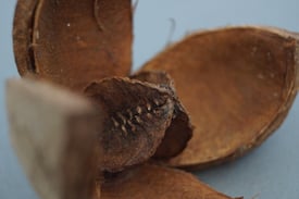 Trockenfrüchte zum Dekorieren, Zapfen zum Drechseln und Basteln