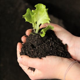Gemüseerde, Blumenerde, Pflanzerde