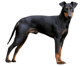 manchester-terrier-hund-black-and-tan