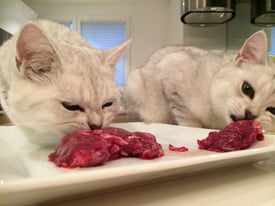 Nelson und Graham fressen Rindfleisch | hundkatzeschmaus.ch