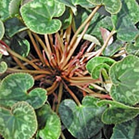 夏越しして葉が茂っているシクラメンを葉組みして、球根の中央に光があたるようにしました。