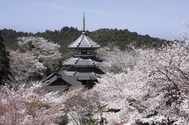 写真提供：（一社）吉野ビジターズビューロー