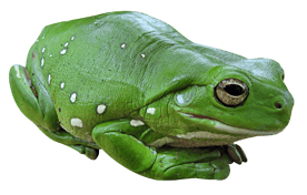 Image animaux detourée transparent sur fond blanc grenouille verte frog png