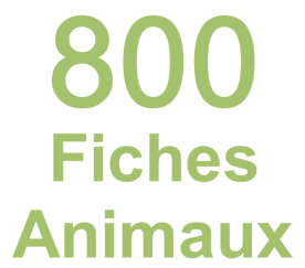 800 fiches animaux sauvages et de compagnie mammiferes oiseaux reptiles batraciens insectes mammiferes marins chevaux chat chien animaux de la ferme poisson animaux prehistorique
