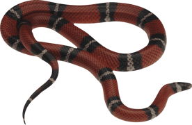 Image animaux detourée transparent sur fond blanc serpent corail snake png