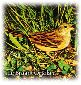 orthe landes peyrehorade aquitaine chasse, bois, foret, veneur, curée, gibier, sorde hastingues cagnotte gave adour saumon chalosse abbaye