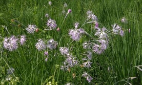Prachtnelken im Fußbergmoos © Elke Tramp