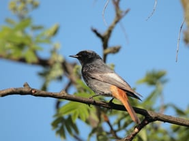 Hausrotschwanz (Foto: Hermann Rank)