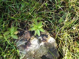 carnivorous plants that employ their sticky, glandular leaves to entice, trap, and absorb insects 