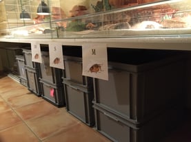 Zucht Steppengrillen