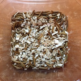 Mehlwürmer in Holzspänen