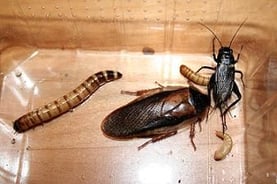 Mehlwurm, Wachsmade, Heimchen, Steppengrille