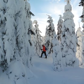 Ein Mann geht mit Schneeschuhen bergab im Tiefschnee. Scheeschuhwandern am Bretterschachten in Bodenmais im vielseitigen Gelände.