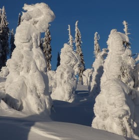 Schneeschuhtouren, Schneeschuhgehen, Schneeschuhwandern, geführt, mit Guide, Bodenmais, Bayersicher Wald, Arber