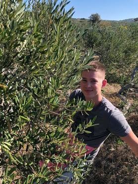 Picking olives