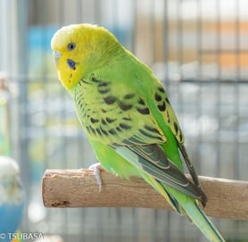 リリィ＠セキセイインコ（認定NPO法人TSUBASA）