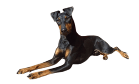 manchester-terrier-black-and-tan-stehend-hund-png