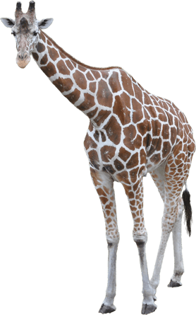 image girafe transparent sur fond blanc détouré pour illustration site web devoir ecole college