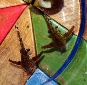 Hara-Welse in der Salatschüssel warten auf die Wasserangleichung