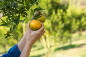 mekong delta vietnam