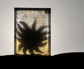  Zoology museum film commission 2013