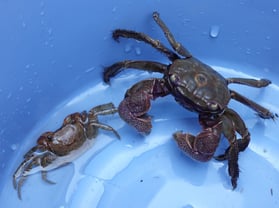 クロベンケイガニ