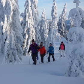Schneeschuhwandern, Bodenmais, Silberberg, Arber, Bayersicher Wald, Silberberg, Gutsalm Harlachberg, Schneeschuhtouren, geführt, mit Guide, Schneeschuhe, Kuh Alm, Gutsalm Harlachberg, Winterwandern