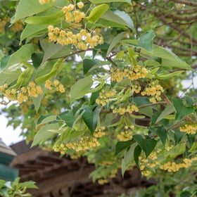 妙法山のボダイジュ
