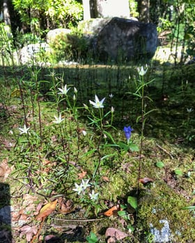 熊野妙法山阿弥陀寺のセンブリ