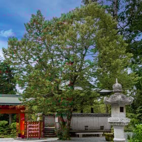 熊野妙法山阿彌陀寺阿彌陀寺の菩提樹