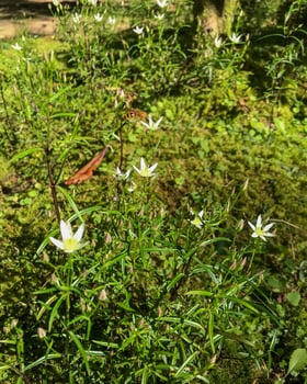 センブリの群生（熊野妙法山阿弥陀寺）