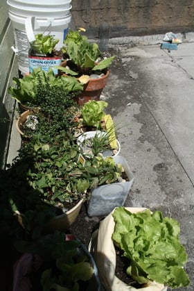 Dachgarten am 28.4.2011