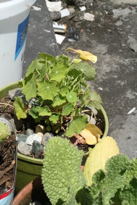 Kapuzinerkresse mit Knospe