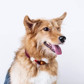 Hochwertige Halsbänder Hund