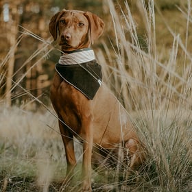 hundsoadli Hundehalstücher online kaufen